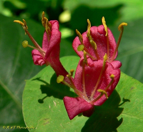 {Lonicera dioica}